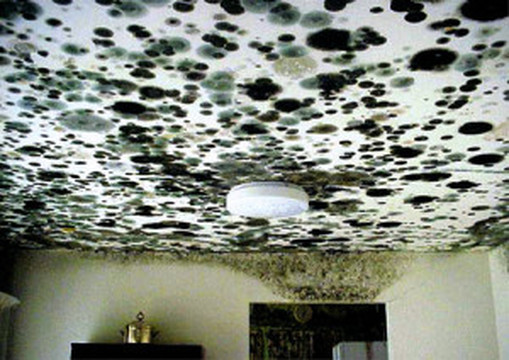 EEK CEILING MOLD